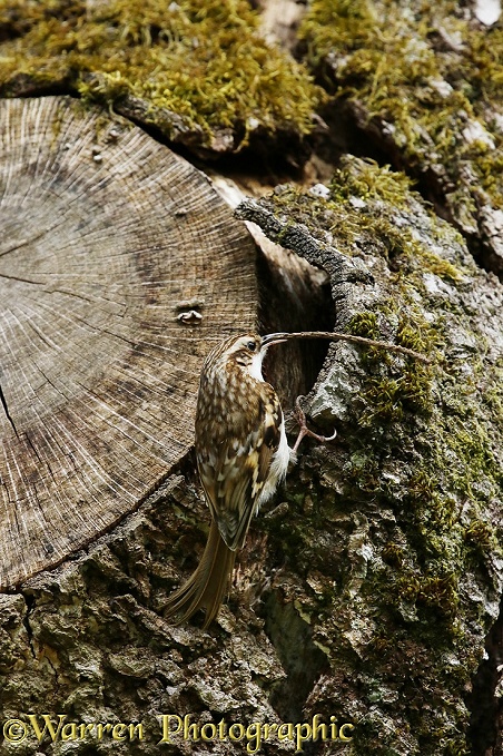 Treecreeper (Certhia familiaris) bringing nesting material to site beneath loose bark