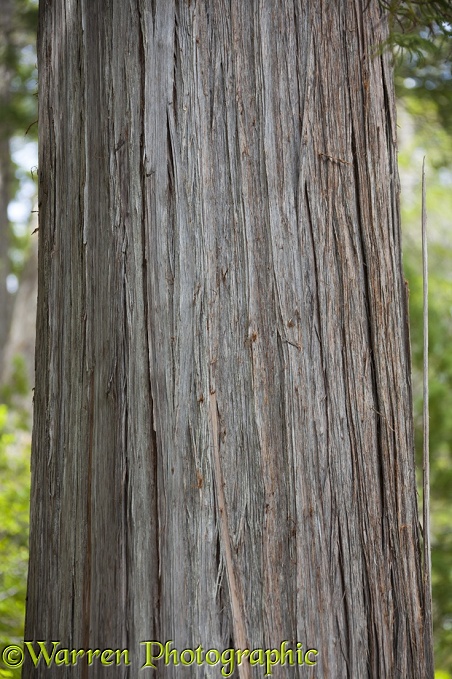 Trunk of Alerce tree (Fitzroya cupressoides).  Los Alerces National Park