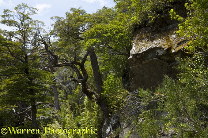 Temperate forest growing on rocky slope, Los Alerces National Park, Argentina