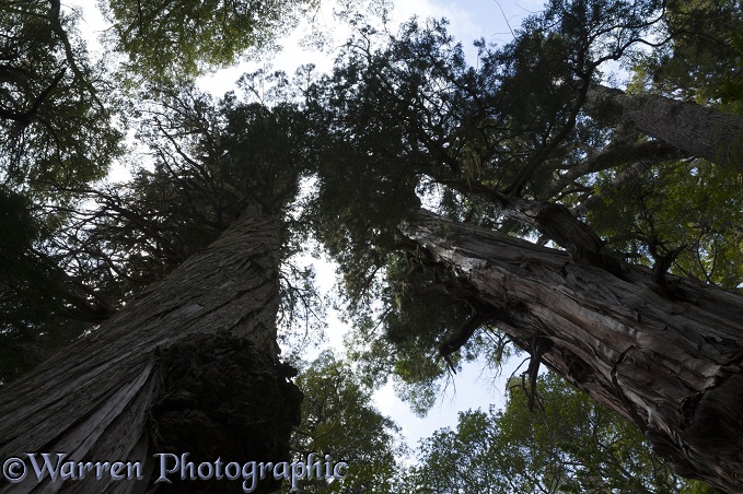 Looking up trunk of Alerce trees (Fitzroya cupressoides).  Los Alerces National Park, Argentina