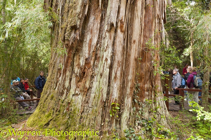 Base trunk of Alerce tree (Fitzroya cupressoides).  Los Alerces National Park, Argentina