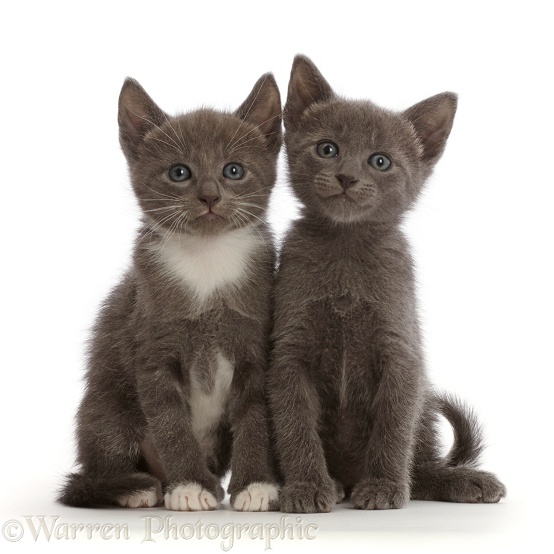 Blue and blue-and-white kittens, sitting, white background