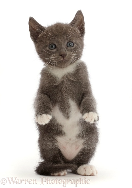 Blue-and-white kitten with paws up, white background