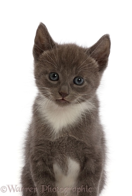 Blue-and-white kitten, white background