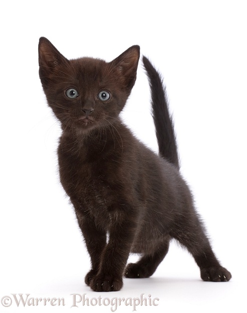 Black kitten, white background