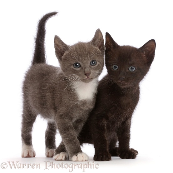 Blue-and-white and black kittens, white background