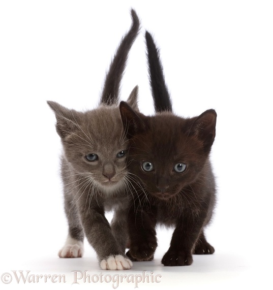 Blue-and-white and black kittens, walking, white background