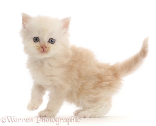 Cream Persian-cross kitten, white background
