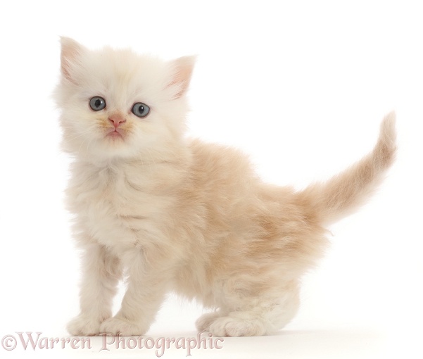 Cream Persian-cross kitten, white background