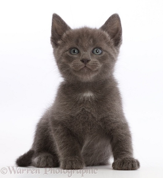 Blue kitten, sitting, white background
