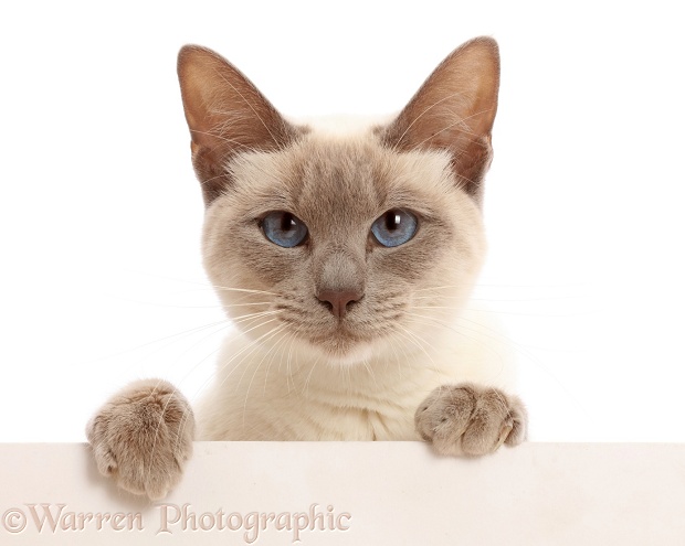 Blue-point Birman-cross cat with paws over, white background