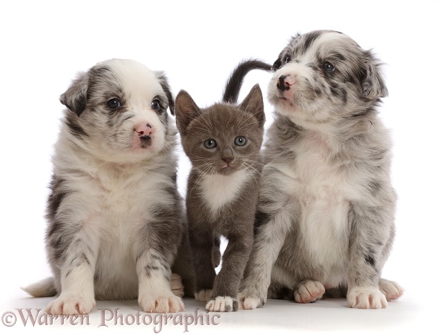 Blue merle Border Collie puppies and blue bicolour kitten, white background