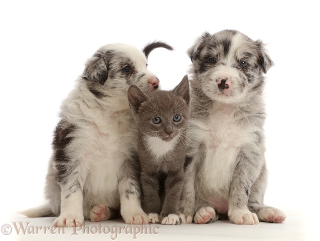 Blue merle Border Collie puppies and blue bicolour kitten, white background