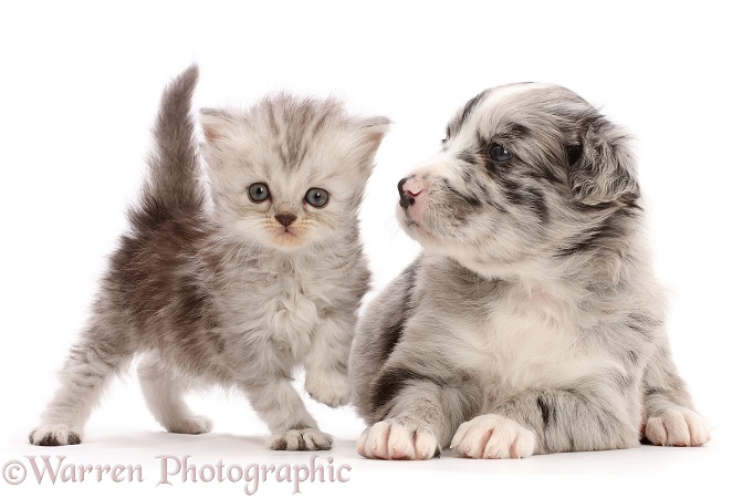 Blue merle Border Collie puppy and silver tabby Persian-cross kitten, 4 weeks old, white background
