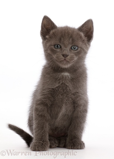 Blue kitten, white background