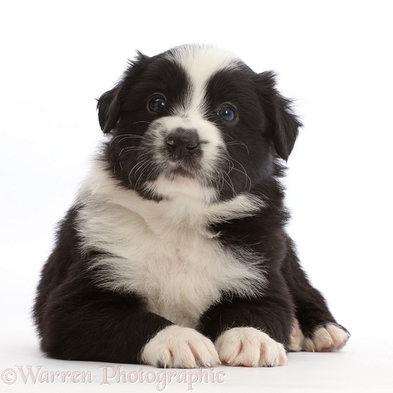 Black-and-white Border Collie puppy, lying with head up, white background