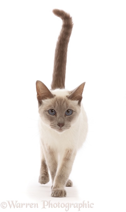 Blue-point Birman-cross cat, walking, white background