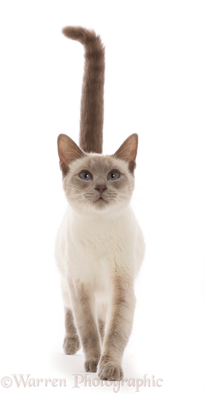 Blue-point Birman-cross cat, walking, white background