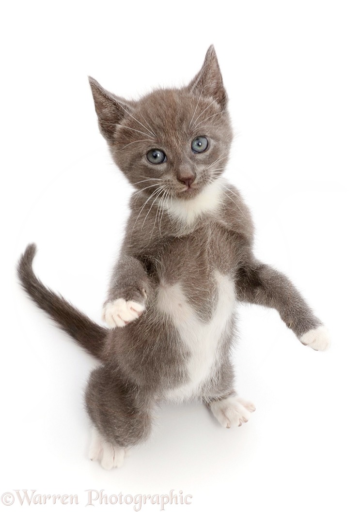 Blue bicolour kitten, standing up with raised paws, white background