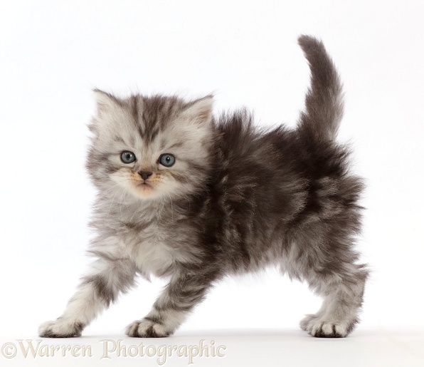 Silver tabby Persian-cross kitten arching back in playful confrontation, white background