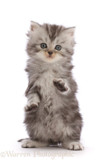 Silver tabby Persian-cross kitten with raised paws, white background