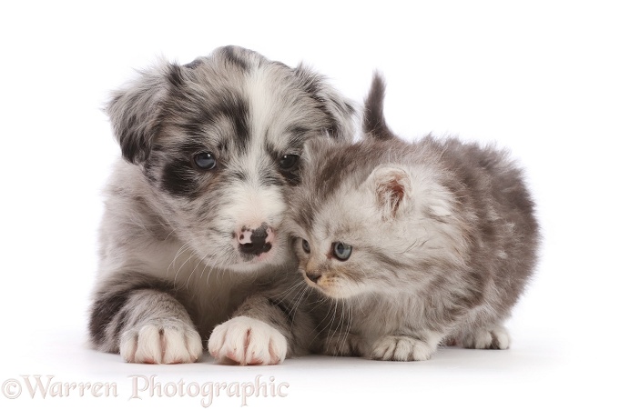 Blue merle Border Collie puppy and silver tabby kitten, white background