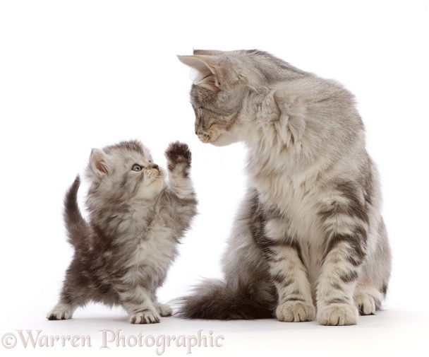 Silver tabby kitten, Freya, 4 months old, with unrelated silver tabby Persian-cross kitten, white background