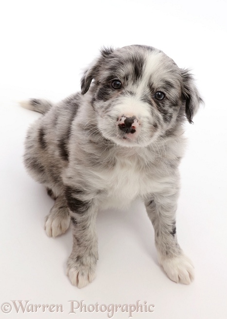 Merle Border Collie puppy, white background