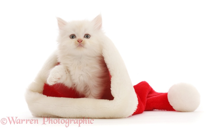Cream Persian-cross kitten, 7 weeks old, in a Father Christmas hat, white background