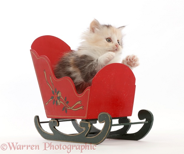 Tortoiseshell Persian-cross kitten in a festive toy sledge, white background