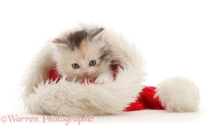 Tortoiseshell Persian-cross kitten, 7 weeks old, in a Father Christmas hat, white background