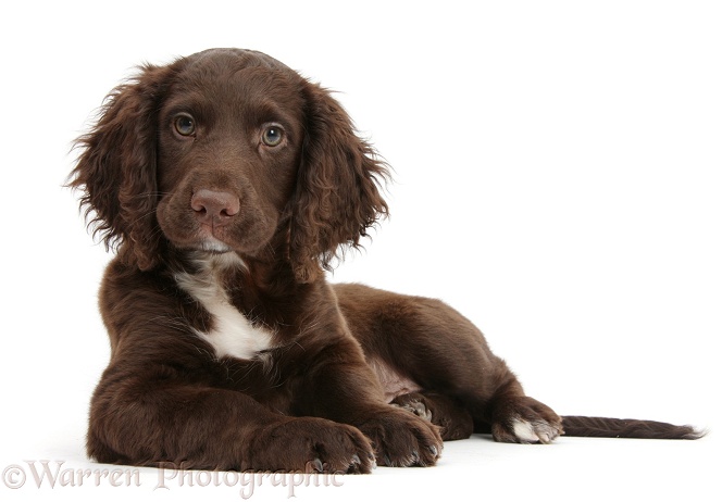 Chocolate Cocker Spaniel puppy lying with head up, white background
