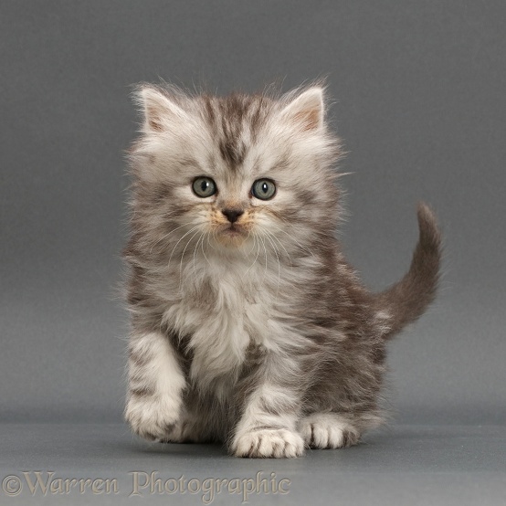 Silver tabby Persian-cross kitten on grey background