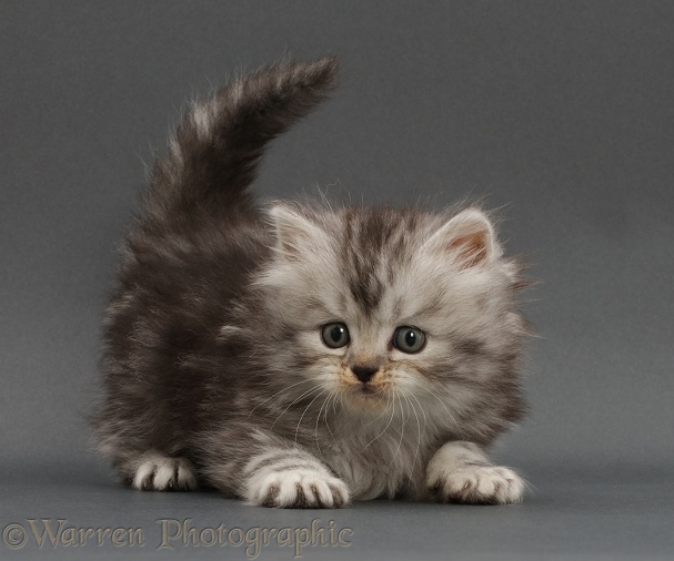 Playful silver tabby Persian-cross kitten on grey background