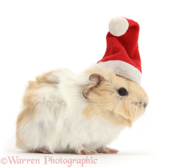 Baby Guinea pig wearing a Father Christmas hat, white background