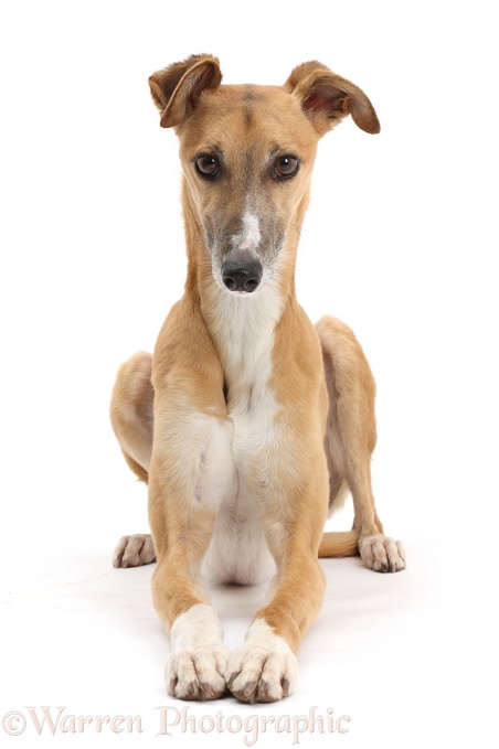 Lurcher dog, lying with head up, white background