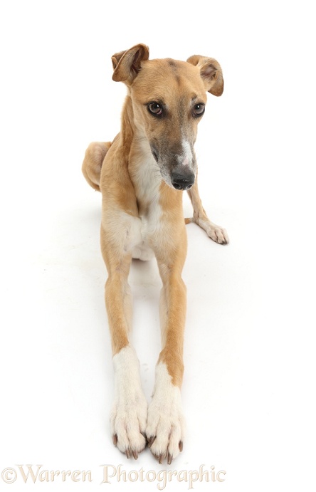 Lurcher dog, lying with head up, white background