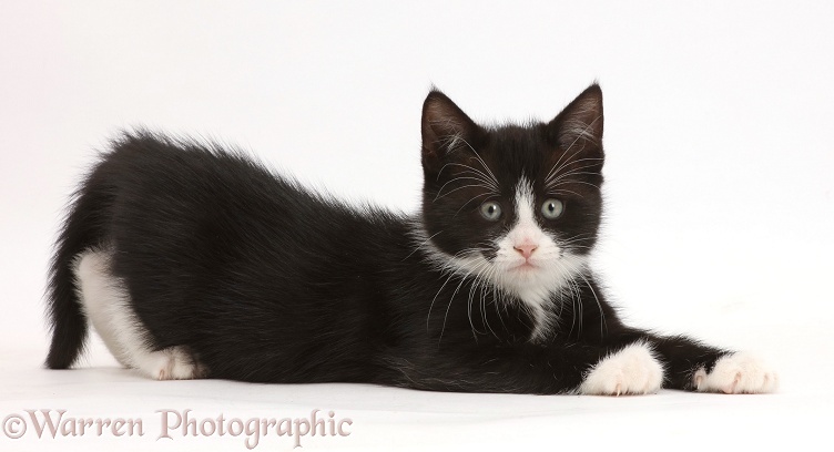 Black-and-white kitten, Solo, 7 weeks old, lying spread-eagled, white background