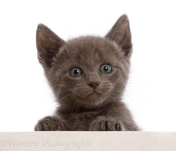Blue kitten, with paws over, white background