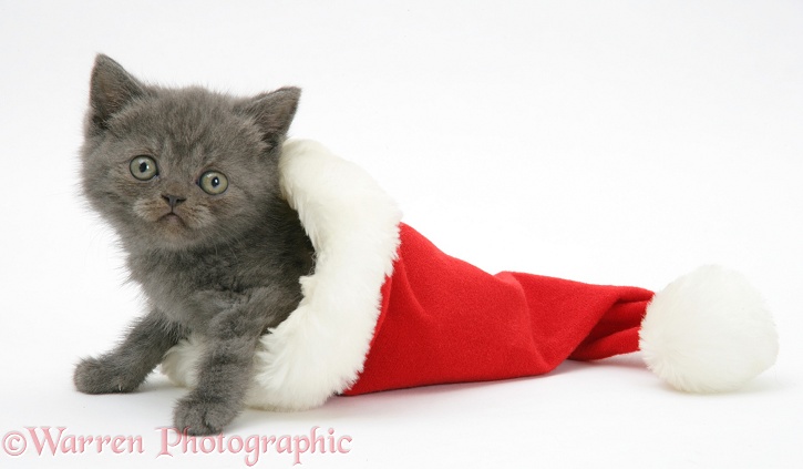 Grey kitten in a Father Christmas hat, white background