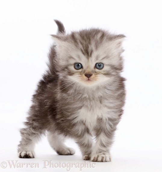 Silver tabby Persian-cross kitten, white background