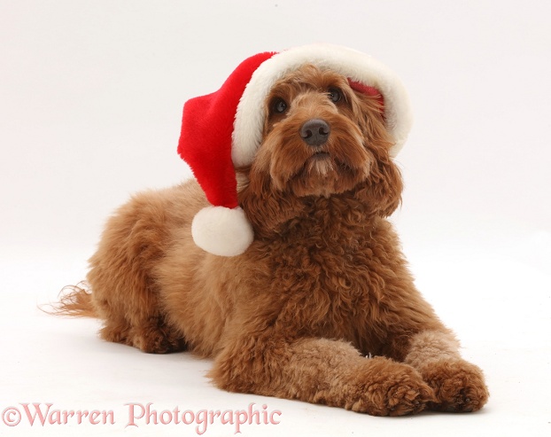 Australian Labradoodle wearing a Father Christmas hat, white background