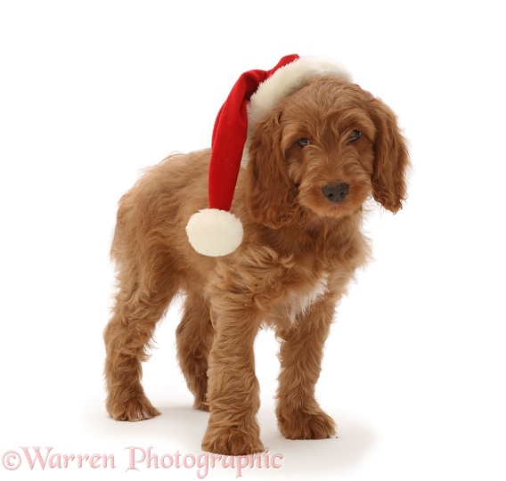 Golden Cocker Spaniel puppy, wearing a Father Christmas hat, white background