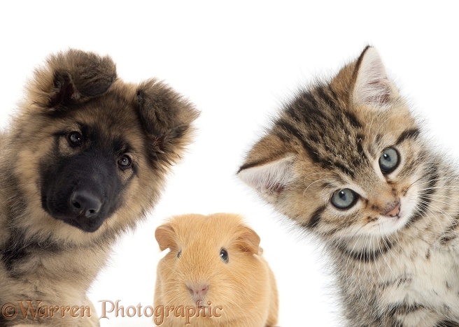 Alsatian puppy, baby Guinea pig, and tabby kitten