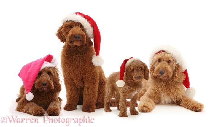 Three Australian Labradoodles and a Golden Cocker Spaniel puppy wearing Father Christmas hats, white background