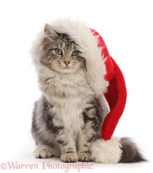 Silver tabby cat, Freya, 5 months old, wearing a Father Christmas hat, white background