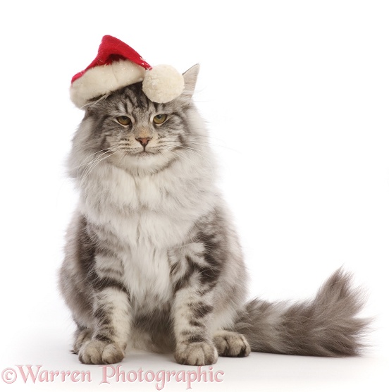 Silver tabby cat, Blaze, 5 months old, wearing a Father Christmas hat, white background