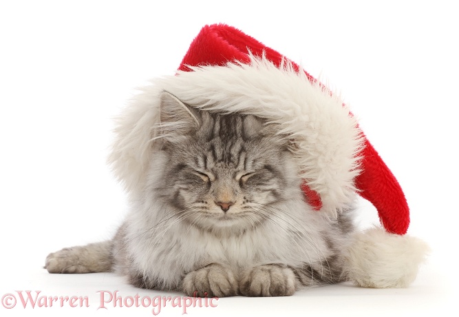 Sleepy silver tabby cat, Blaze, 5 months old, wearing a Father Christmas hat, white background