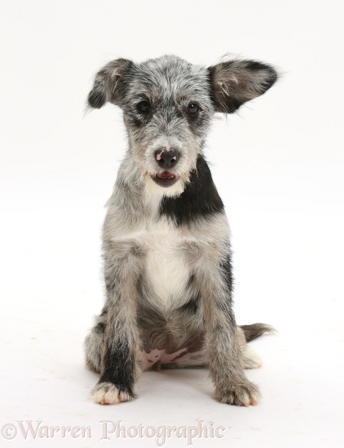 Blue merle mutt puppy, white background