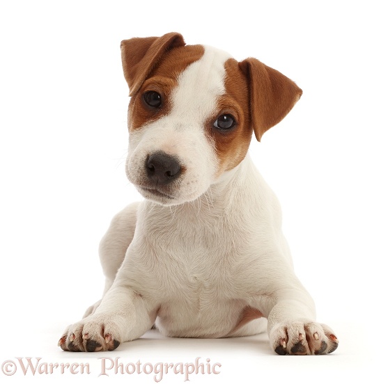 Jack Russell Terrier puppy, Bertie, 11 weeks old, lying with head up, white background
